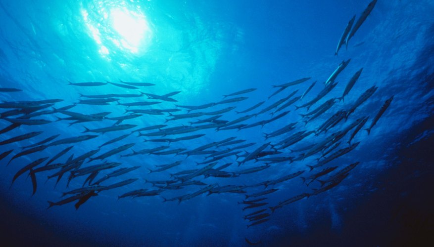 Earth is the only planet with oceans. Earth is the only planet with oceans.