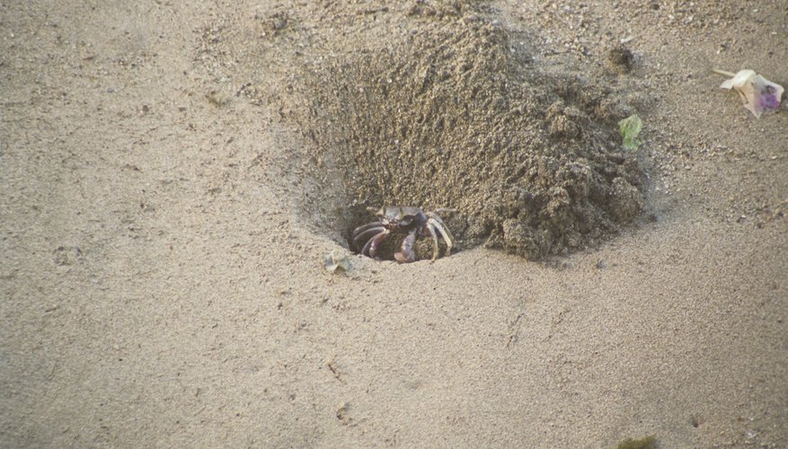 Catch a sand crab. Catch a sand crab.