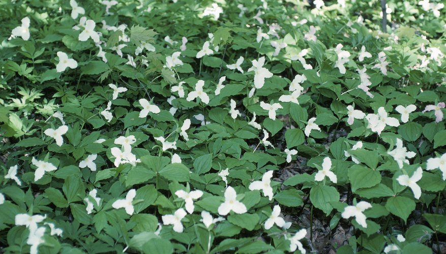 Trilliums contain toxic compounds. Trilliums contain toxic compounds.