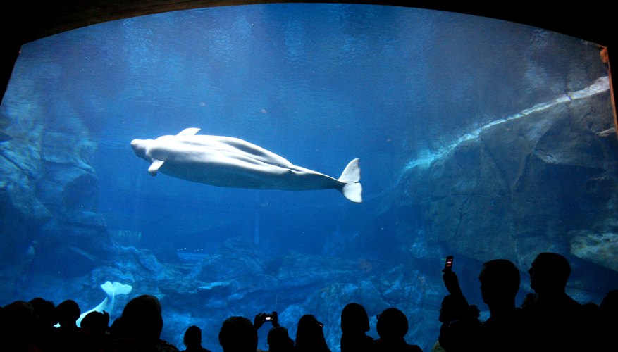 Spend a rainy day with your baby at the Georgia Aquarium in Atlanta. Spend a rainy day with your baby at the Georgia Aquarium in Atlanta.