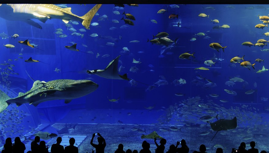 Underwater fish and shark tank at zoo Underwater fish and shark tank at zoo
