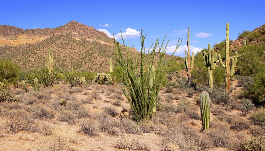 Facts About Plants in the Desert Sciencing