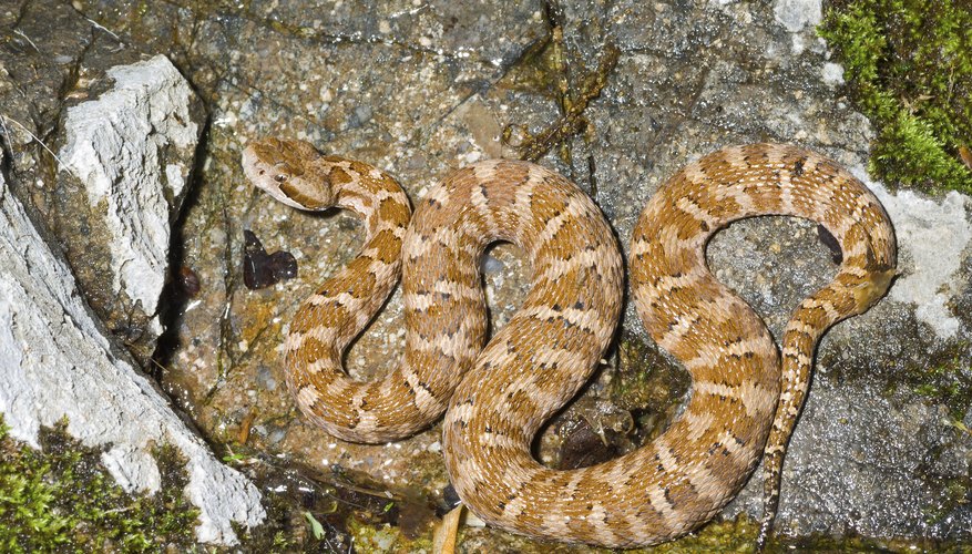 Reptiles bask on rocks to warm their blood. Reptiles bask on rocks to warm their blood.