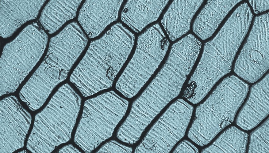 What Happens To Plant Animal Cells When Placed In Hypertonic Hypotonic Isotonic 