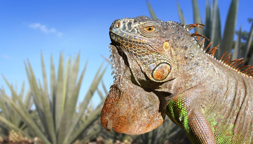 An iguana sits near an agave plant. An iguana sits near an agave plant.