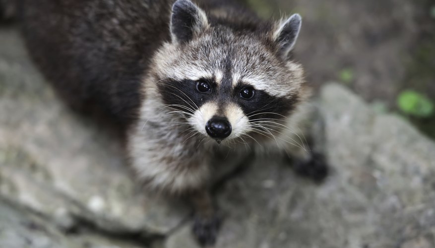 Animals Native To The State Of North Carolina Sciencing