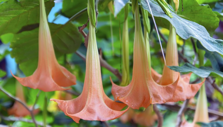 Angel's trumpets vary in color from white to pink. Angel's trumpets vary in color from white to pink.