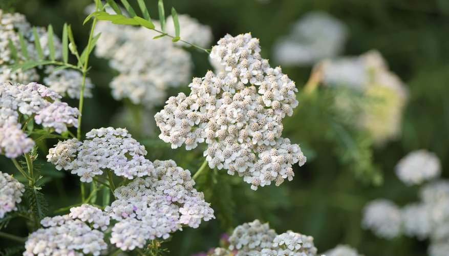 White yarrow flowers growing in a garden. White yarrow flowers growing in a garden.