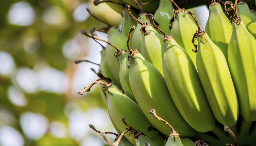 Green bananas grow on a tree. Green bananas grow on a tree.