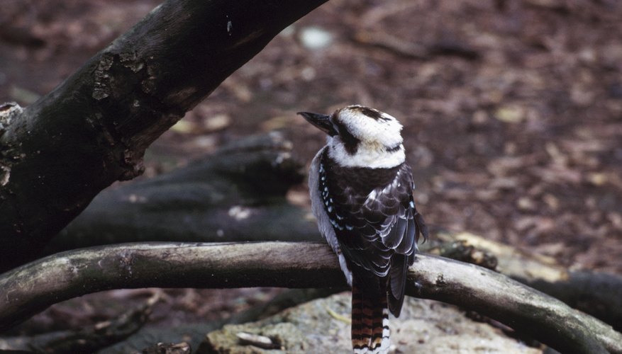 The Kookaburra, a bird native to Australia, has a sharp beak and distinctive black markings around its eyes. The Kookaburra, a bird native to Australia, has a sharp beak and distinctive black markings around its eyes.