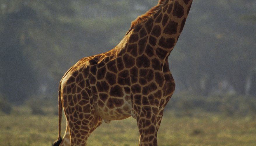 Giraffes are easily made out of clay. Giraffes are easily made out of clay.