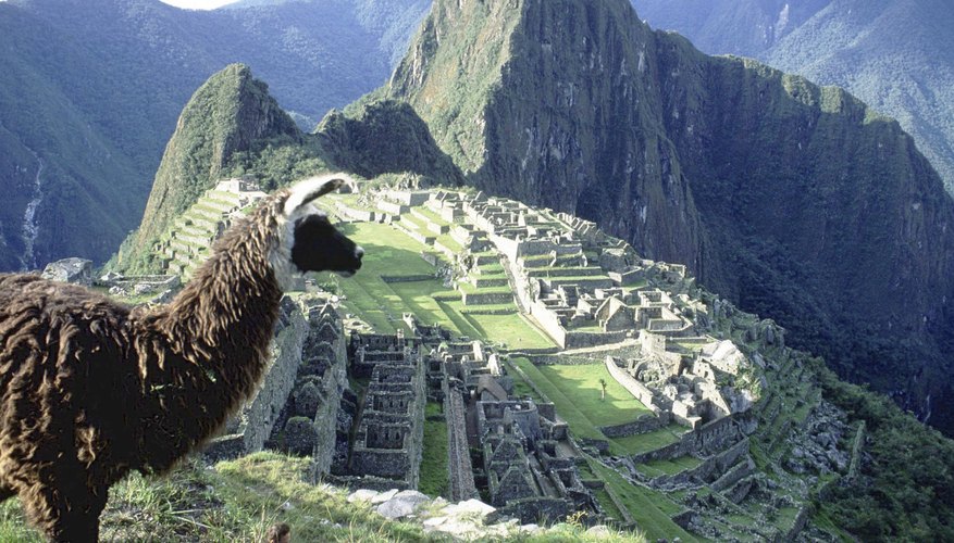 Llamas and alpacas call the Andes home. Llamas and alpacas call the Andes home.