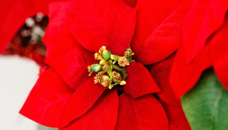 Create a fun and festive poinsettia Christmas craft with your toddler. Create a fun and festive poinsettia Christmas craft with your toddler.