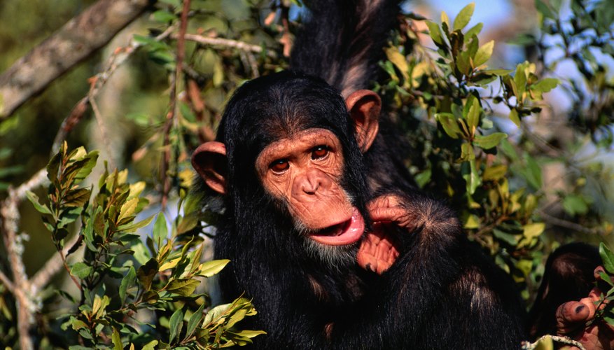 Chimpanzees build nests in treetops. Chimpanzees build nests in treetops.