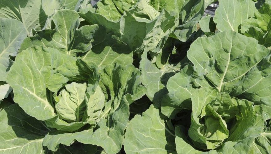 Protect cabbage by growing other plants that attract the same pests. Protect cabbage by growing other plants that attract the same pests.