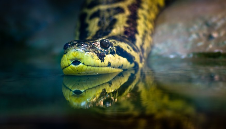 What Adaptations Do Anacondas Have to Survive? | Sciencing