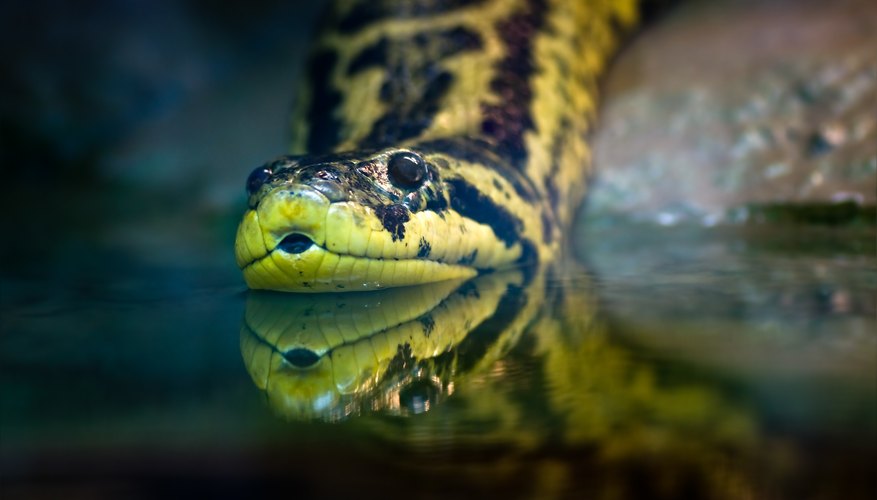 What Adaptations Do Anacondas Have To Survive Sciencing