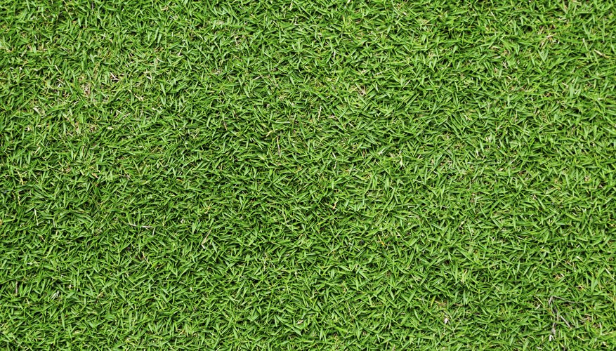 Bermuda grass tolerates high traffic when it's actively growing in spring, summer and early fall. Bermuda grass tolerates high traffic when it's actively growing in spring, summer and early fall.