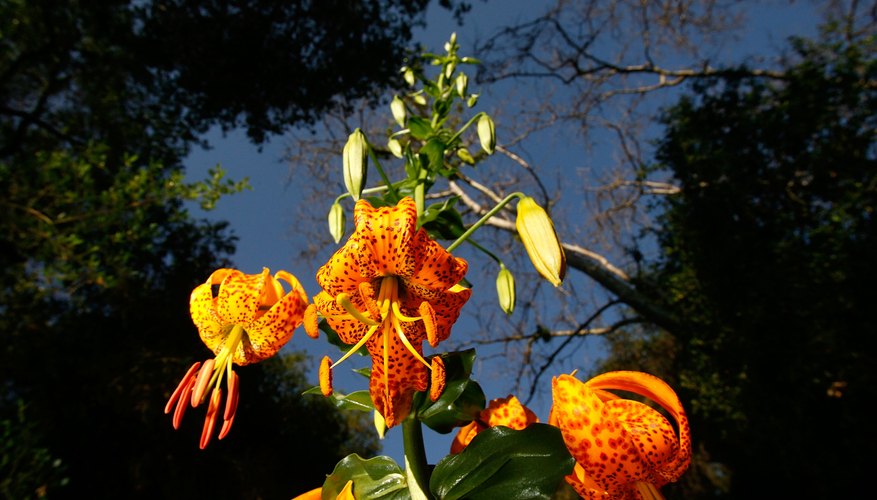 Wild tiger lily blooms in Topanga State Park, Los Angeles, CA. Wild tiger lily blooms in Topanga State Park, Los Angeles, CA.