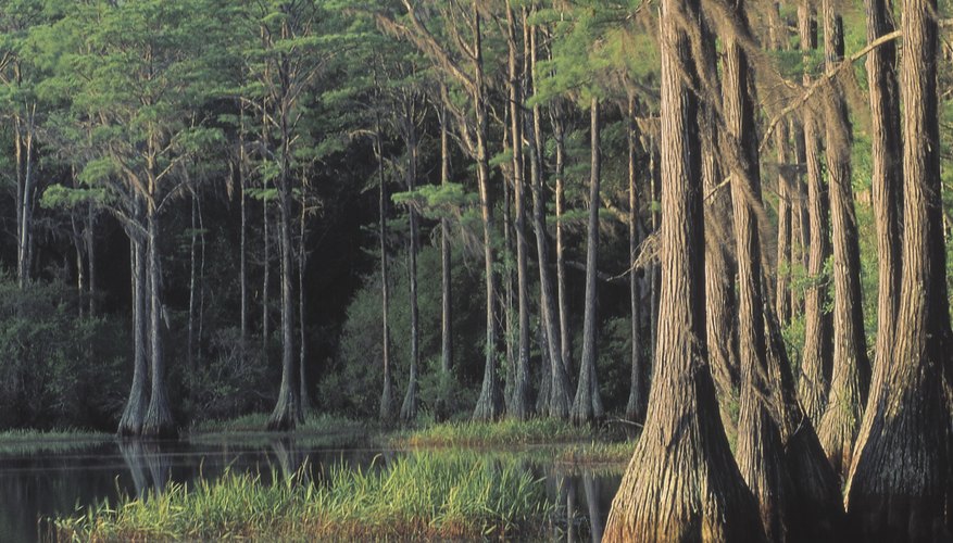 Cypress trees in a Florida swamp. Cypress trees in a Florida swamp.