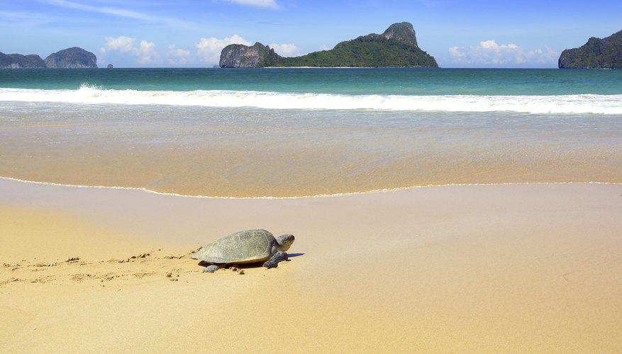 Turtle on beach Turtle on beach
