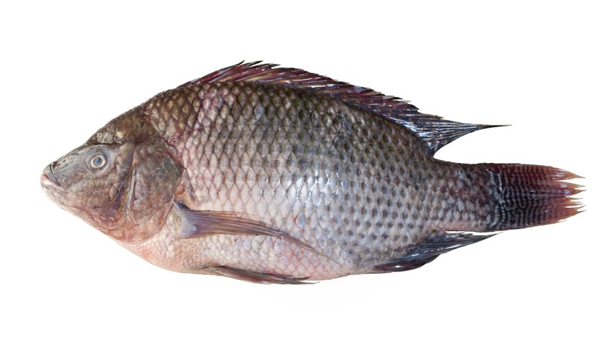 The market weight for pond-raised tilapia averages about a pound or more. The market weight for pond-raised tilapia averages about a pound or more.