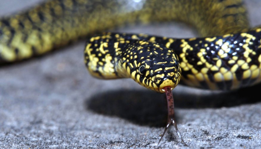 yellow snake with black stripes