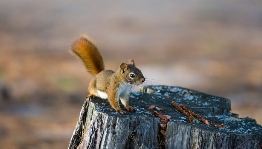 Squirrel Life Cycles Sciencing