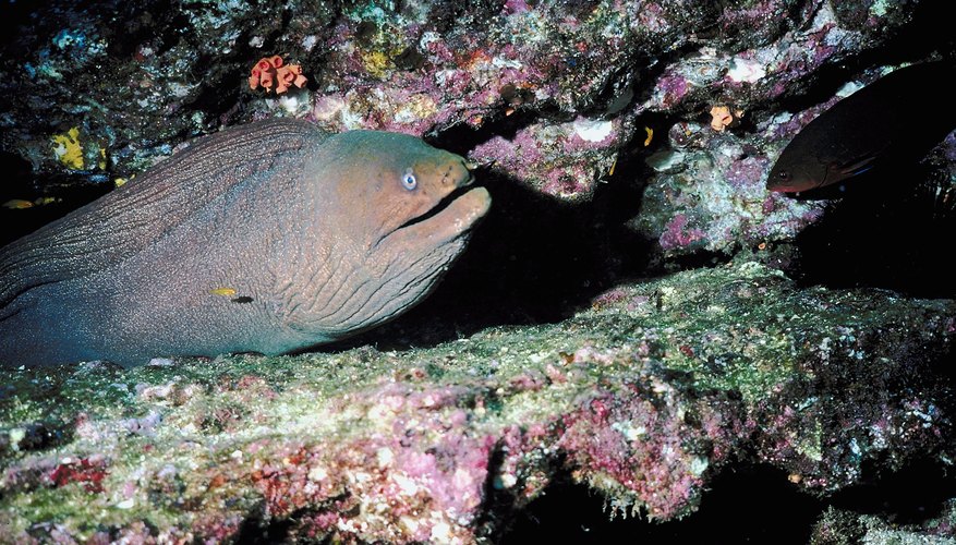 Eel in the depths Eel in the depths