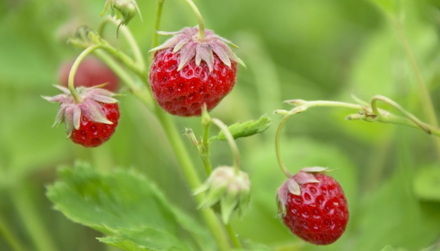 Strawberries need lots of sun to produce a good crop of fruit. Strawberries need lots of sun to produce a good crop of fruit.