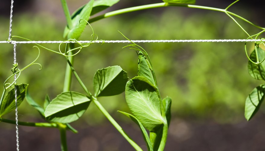 A string trellis's supports are easier for tiny tendrils to grasp. A string trellis's supports are easier for tiny tendrils to grasp.