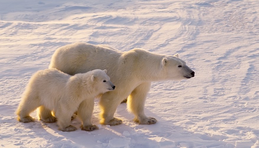 Animals that live at high altitudes are larger than their tropical cousins. Animals that live at high altitudes are larger than their tropical cousins.
