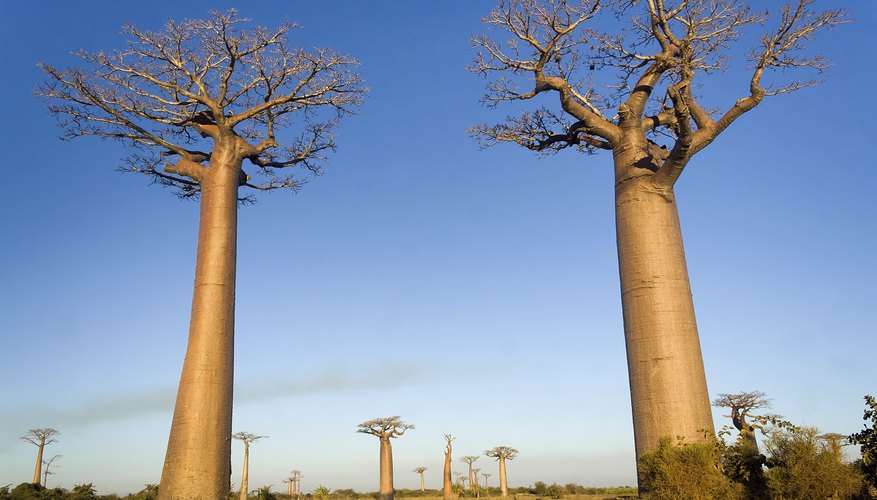 Baobab trees in Madagascar Baobab trees in Madagascar