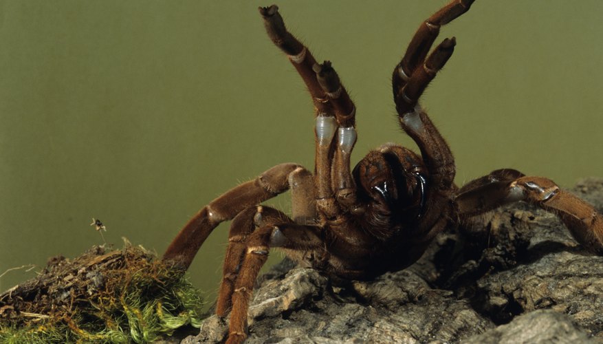 The baboon spider raises its legs before striking. The baboon spider raises its legs before striking.