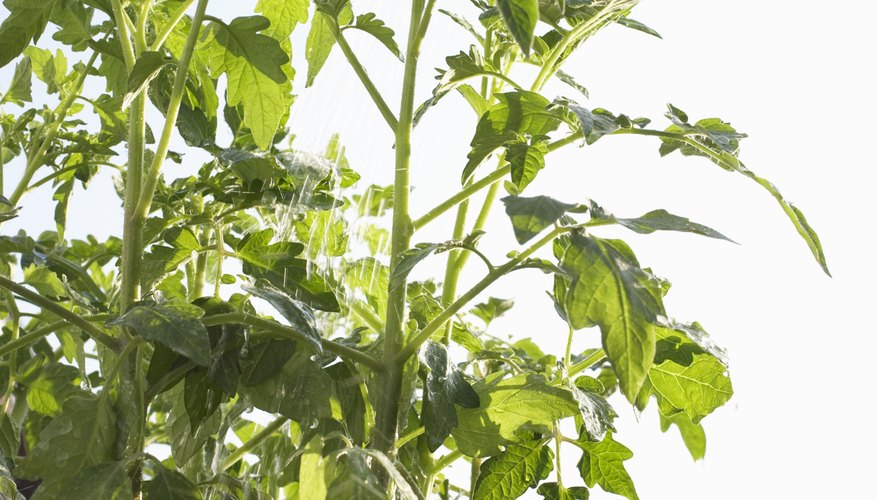 Some reactions in photosynthesis are affected by changes in temperatures. Some reactions in photosynthesis are affected by changes in temperatures.