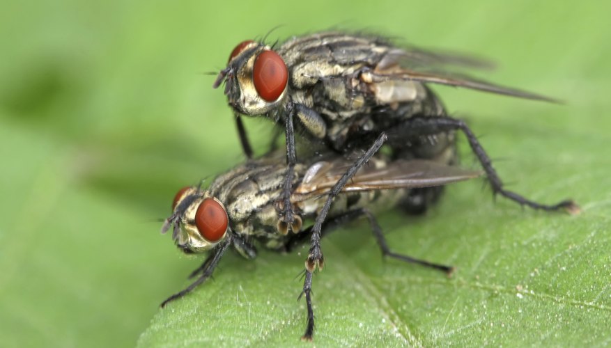 Two flies mate on a leaf. Two flies mate on a leaf.