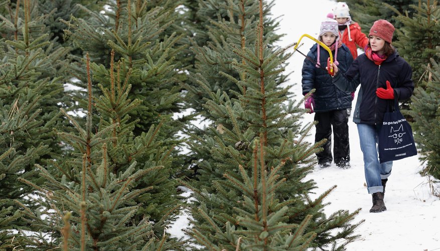 Christmas tree farms add to the holiday fun. Christmas tree farms add to the holiday fun.