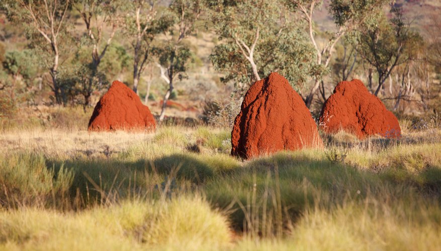 Termites use dead branches to build shelters. Termites use dead branches to build shelters.