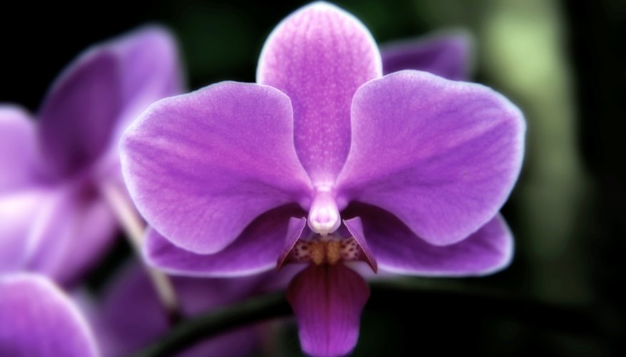 A purple orchid. A purple orchid.