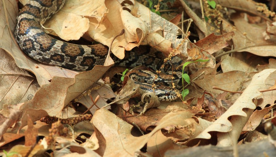 Milk snakes have a wider range. Milk snakes have a wider range.