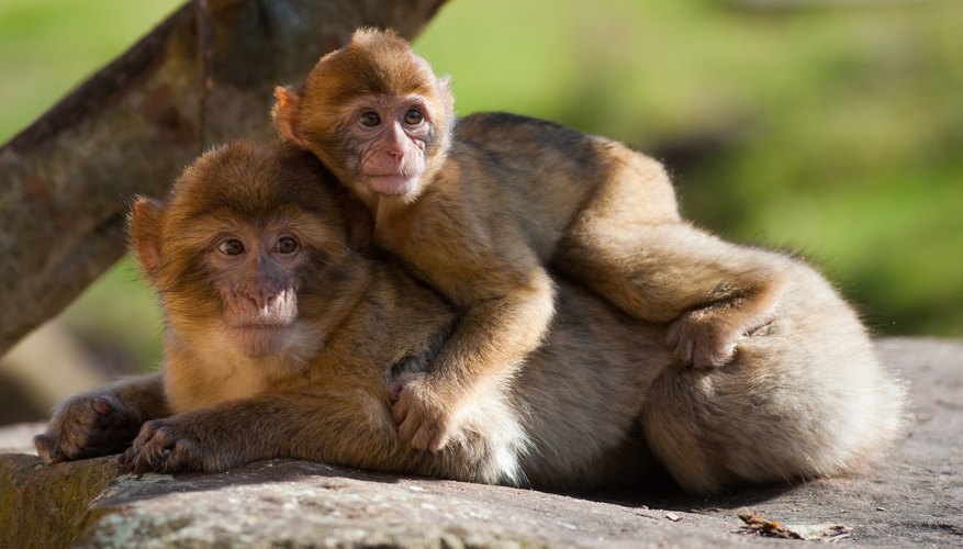 Animals in the Mediterranean Forest | Sciencing