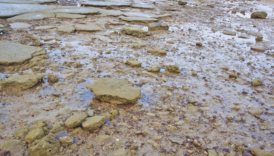 Mold & Cast Fossils Sciencing