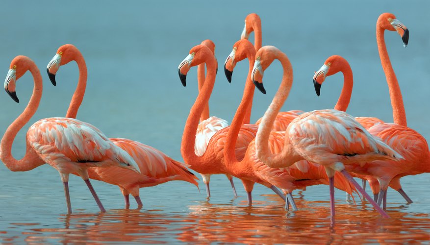 a flock of pink flamingoes a flock of pink flamingoes