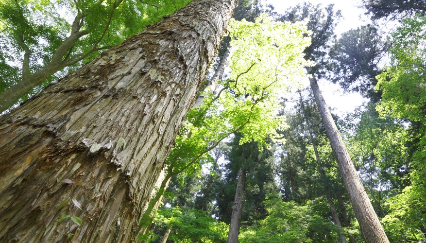 An upward view of a white cedar tree. An upward view of a white cedar tree.