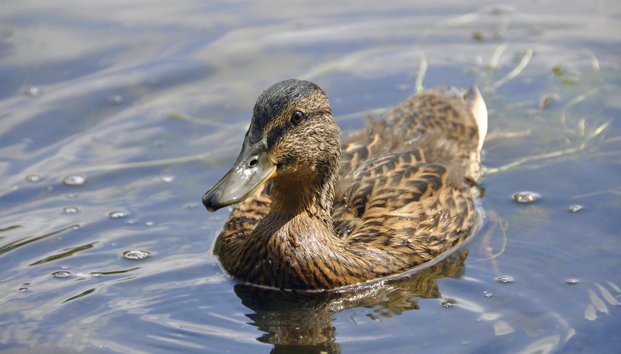 ducks have flat rounded bills ducks have flat rounded bills