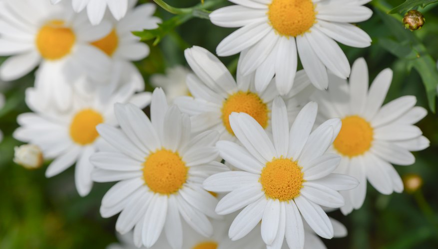 A close-up of white Shasta daisies with yellow centers. A close-up of white Shasta daisies with yellow centers.
