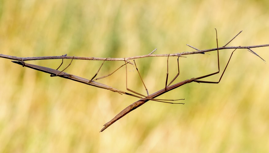 facts-about-the-walking-stick-bug-sciencing