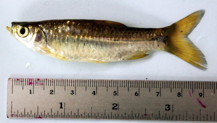A small minnow next to a ruler. A small minnow next to a ruler.