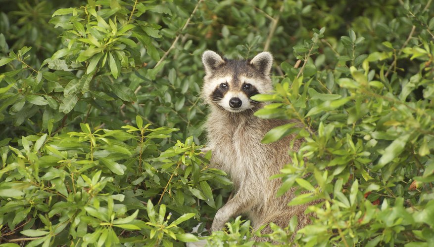 What Plants And Animals Live In The Temperate Forest Biome