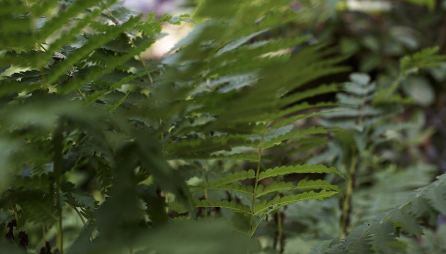 There are several ways to care for a dying fern. There are several ways to care for a dying fern.